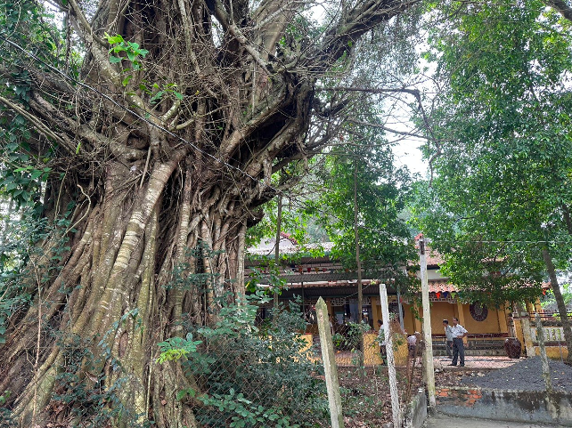 Cây Kơ nia (tên khoa học Irvingia malayana) và cây Đa (tên khoa học Ficus bengalensis) được Hội Bảo vệ thiên nhiên và môi trường Việt Nam công nhận là Cây di sản Việt Nam.