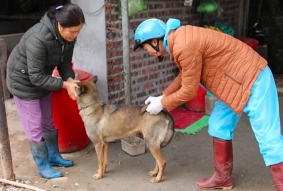 Cán bộ thú y xã Quảng An, huyện Đầm Hà, tiêm vaccine phòng chống dịch cho chó, mèo nuôi trên địa bàn.