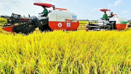 Đẩy mạnh sản xuất, xuất khẩu lúa gạo bền vững