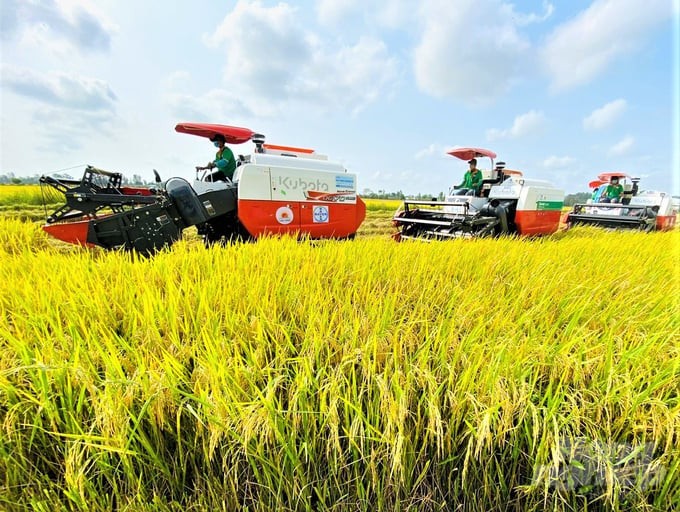 Đẩy mạnh sản xuất, xuất khẩu lúa gạo bền vững