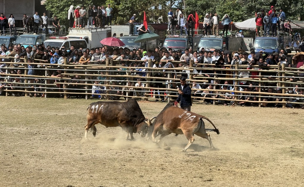 Sôi động Lễ hội chọi bò ở Bảo Lâm