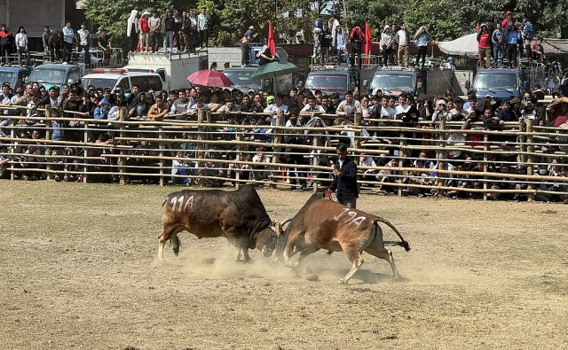 Sôi động Lễ hội chọi bò ở Bảo Lâm