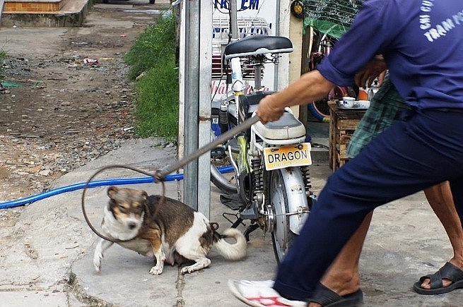 Tăng cường bắt chó thả rông tại Hà Nội