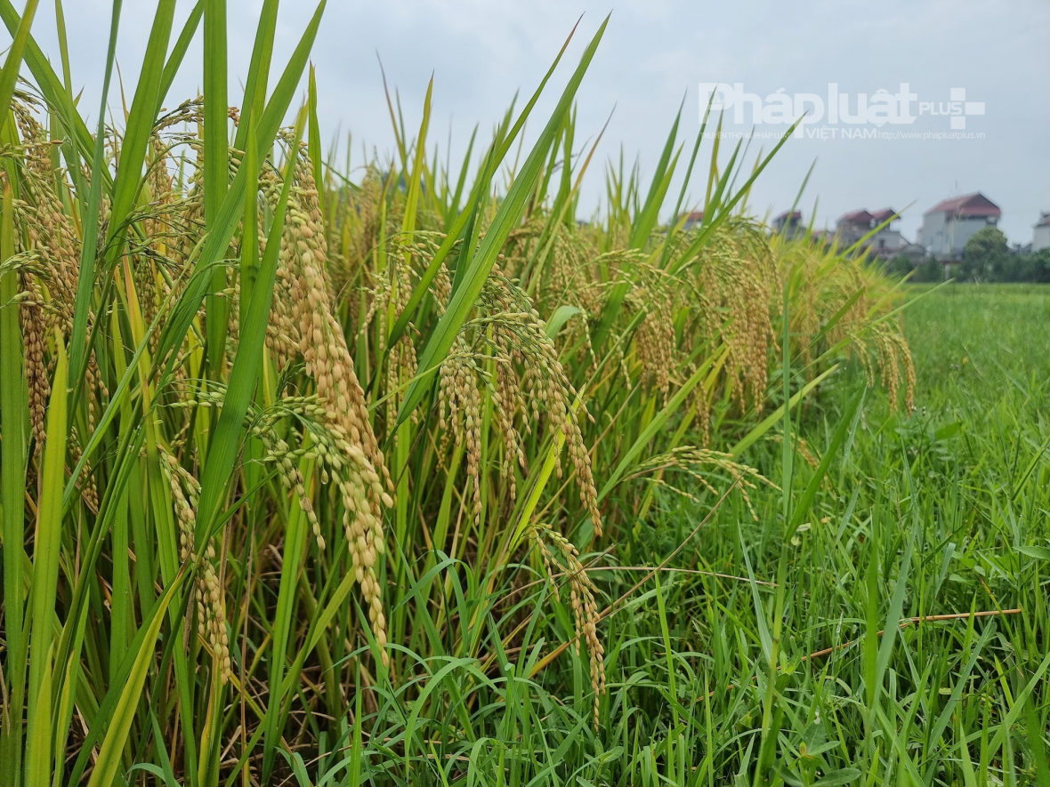Năm 2024 nguồn cung gạo toàn cầu giảm và cơ hội cho Việt Nam