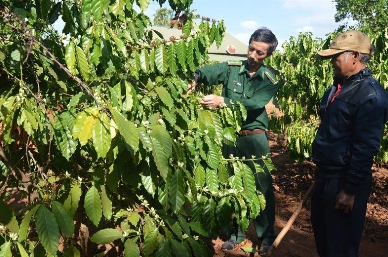Cán bộ Đồn Biên phòng Ia Chía (Bộ đội Biên phòng Gia Lai) hướng dẫn đồng bào dân tộc thiểu số chăm sóc cây cà-phê.