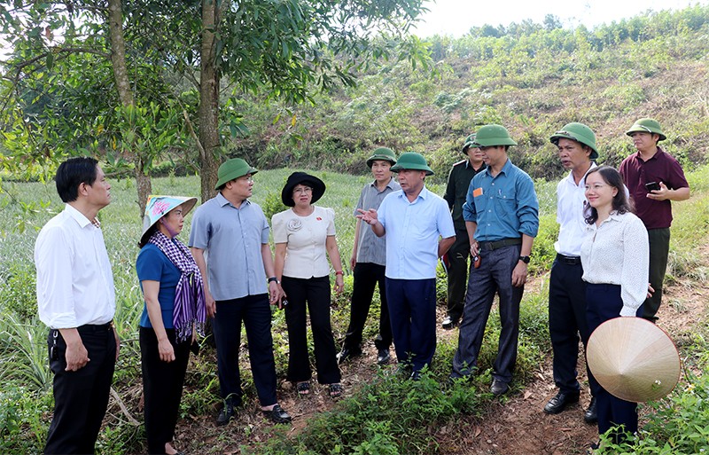 Lãnh đạo tỉnh Nghệ An kiểm tra, giám sát nghiêm việc trồng rừng thay thế.