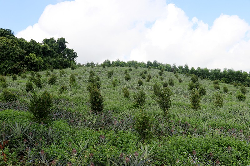 Nhiều diện tích rừng được trồng mới trong năm 2023.