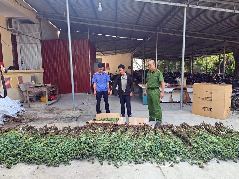 Hà Giang: Tạm giữ hình sự đối tượng trồng hơn 1.300 cây thuốc phiện trên nương ngô