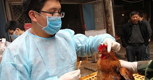Ca mắc cúm A/H9 đầu tiên ở Việt Nam, Bộ Y tế chỉ đạo khẩn