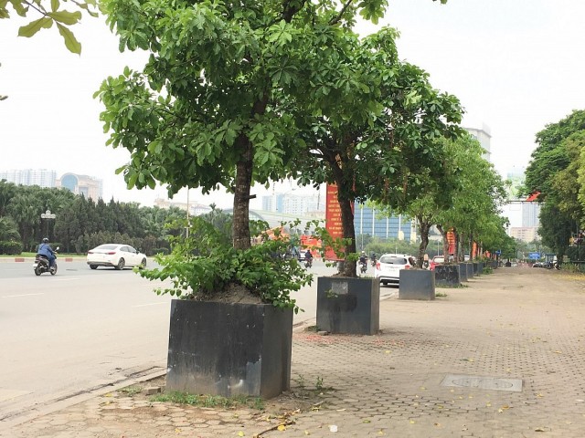 Hàng cây được trồng theo cách "độc lạ" ở Hà Nội