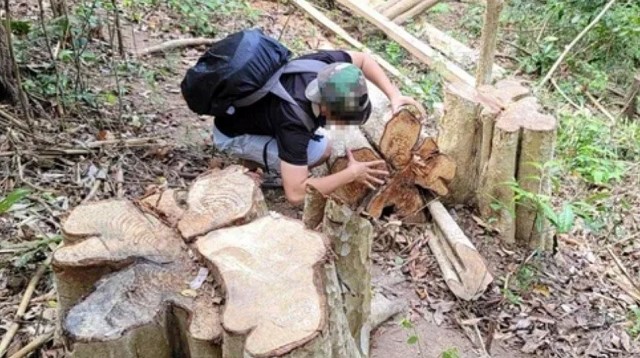 Gia Lai: Đối tượng cầm đầu vụ khai thác 150m3 gỗ trái phép sa lưới