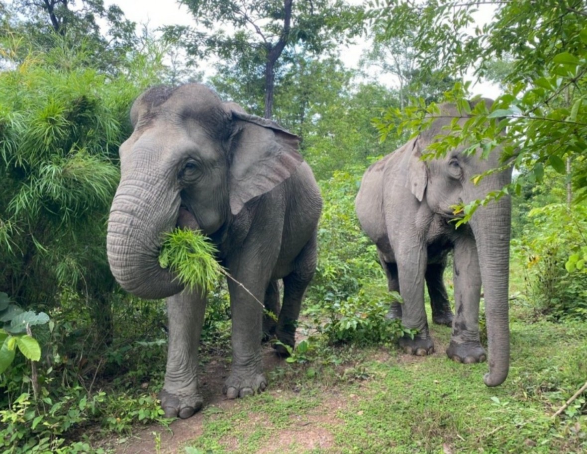 Bê trong rừng khộp hoạt động của voi diễn ra hết sức tự nhiên. Ảnh: Khánh Ngọc