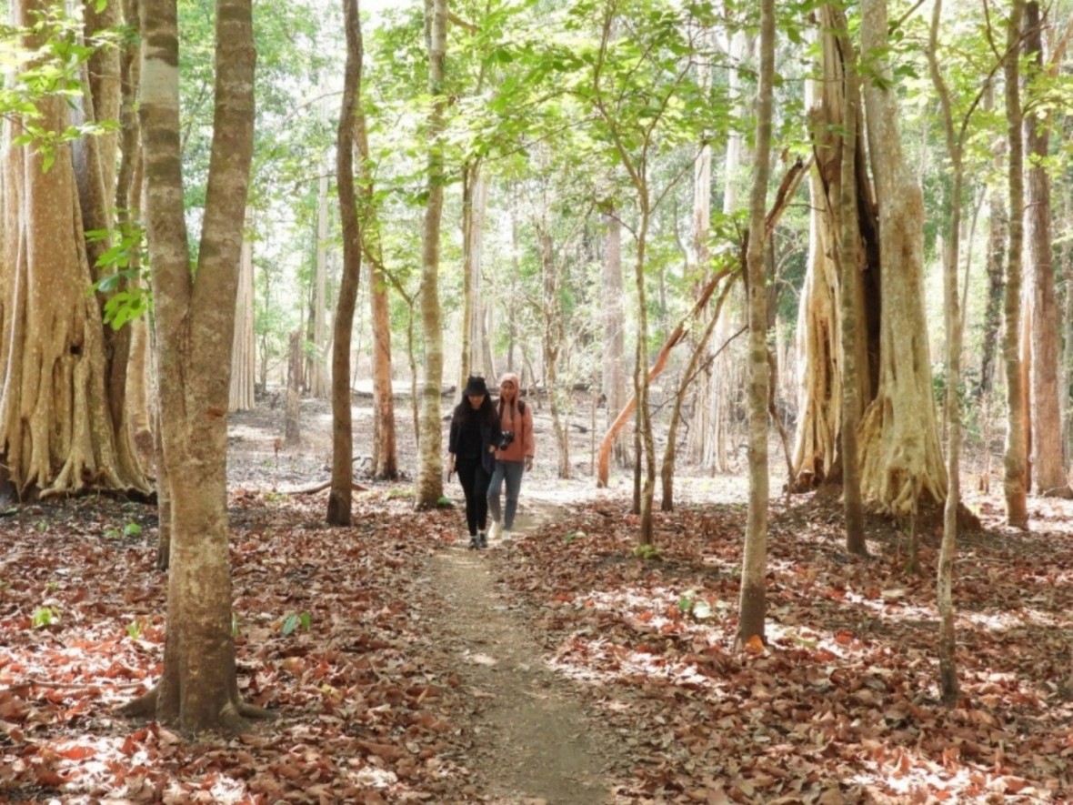 Vườn quốc gia Yok Đôn là khu bảo tồn hệ sinh thái rừng khộp duy nhất tại Việt Nam. Ảnh: Khánh Ngọc