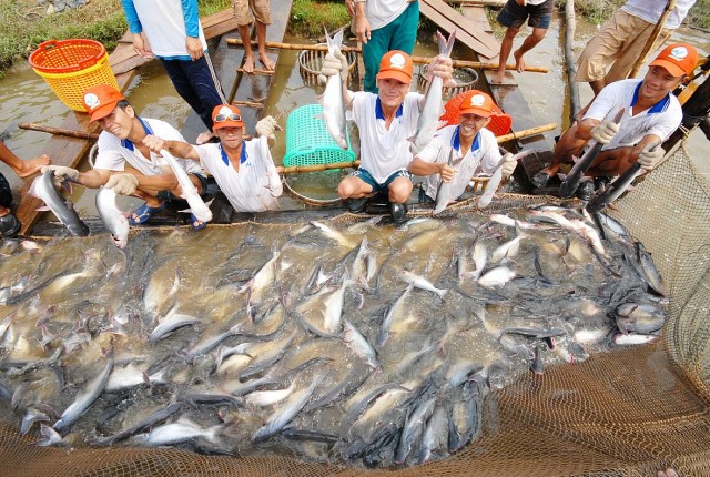 Việt Nam vẫn là nguồn cung cá tra số 1 tại Nga