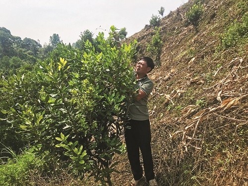 Nông dân Hoàng Minh Hoàn, xóm Nà Khao, xã Kim Đồng (Thạch An) chăm sóc cây mác ca.  (Ảnh: Báo Cao Bằng).