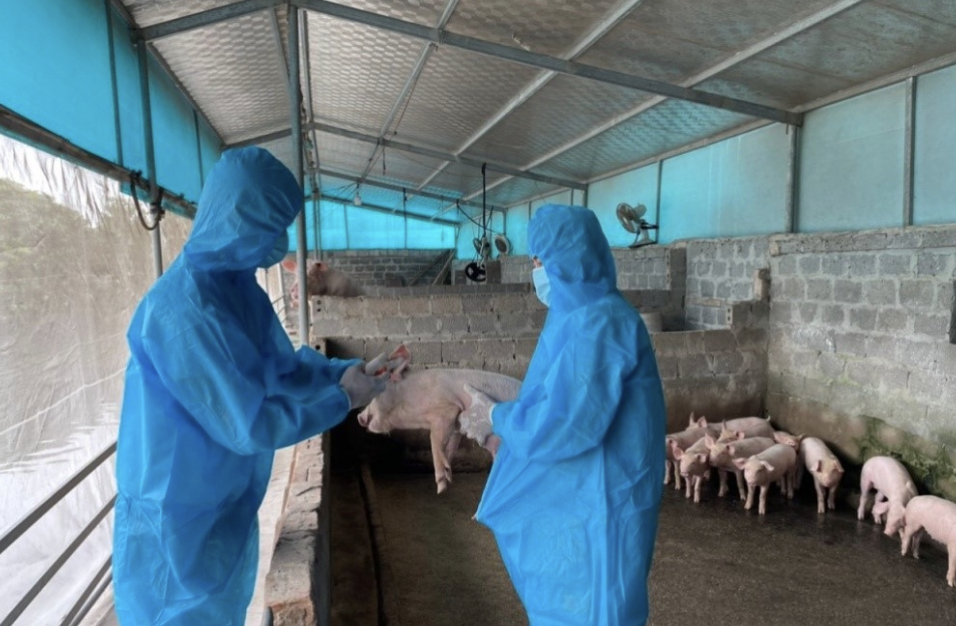 yêu cầu thực hiện nghiêm các biện pháp phòng, chống bệnh Dịch tả lợn Châu Phi