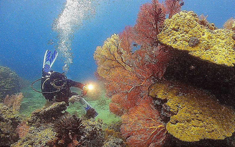 Lặn ngắm san hô tại Côn Đảo. (Ảnh: Cổng thông tin điện tử du lịch Côn Đảo)