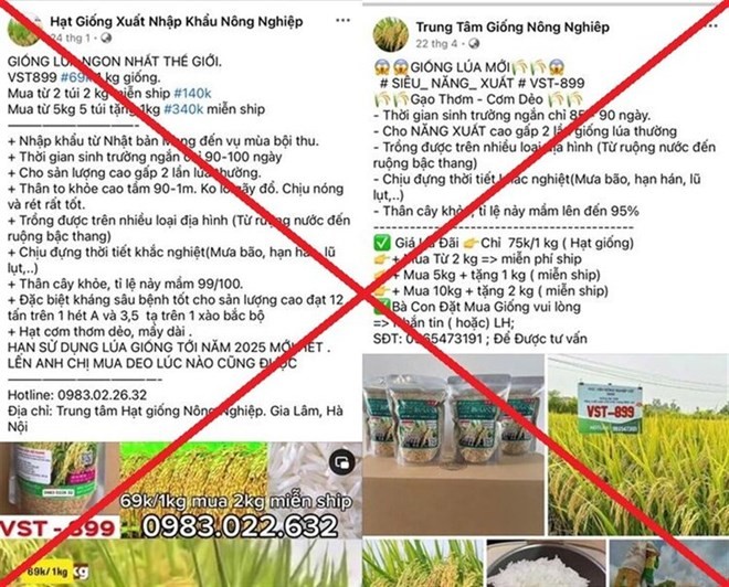 Hà Nam: Cảnh báo thủ đoạn lừa đảo bán giống lúa, cây trồng giả