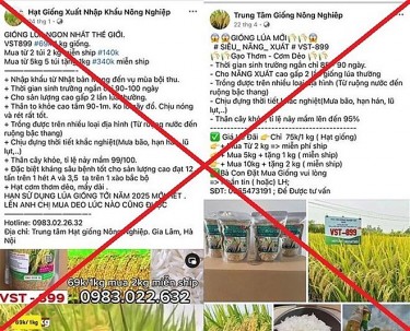 Hà Nam: Cảnh báo thủ đoạn lừa đảo bán giống lúa, cây trồng giả