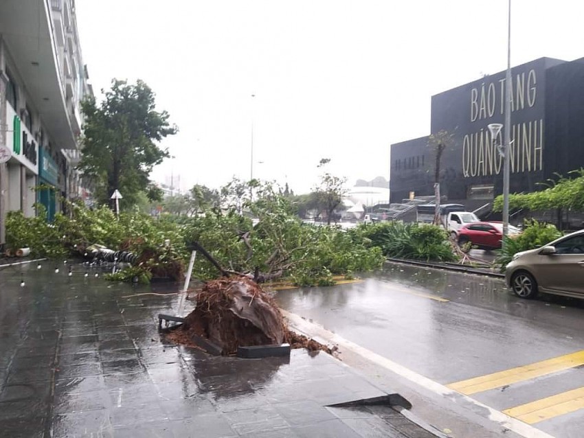 Quảng Ninh: Hàng loạt cây xanh bị "quật ngã", nhiều tuyến đường ngập lụt khi bão số 2 đổ bộ