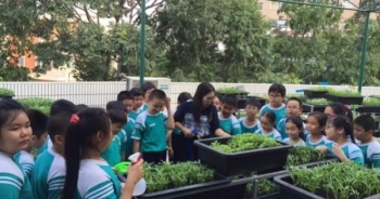 Cận cảnh "vườn rau thân thiện" độc đáo của học sinh tiểu học ở TPHCM