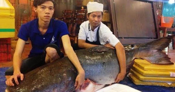 TP HCM: Cá có thân hình lớn nhất thế giới “trôi dạt” đến Việt Nam