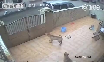 Trung Quốc: Trộm chó "siêu nhanh"