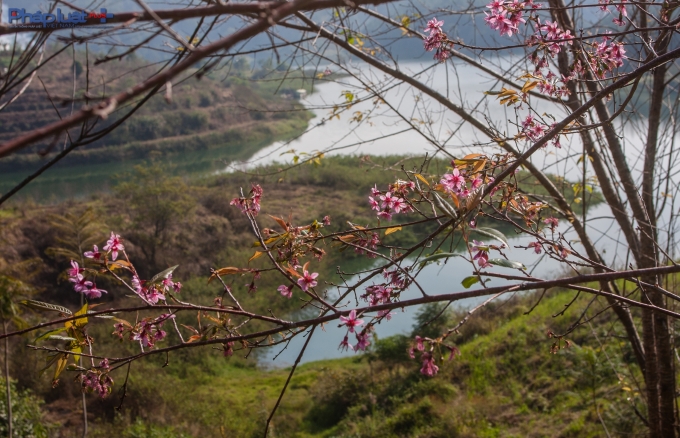 Hoa đ&atilde; nở phổ biến ở gần khu vực Hồ Tuyền L&acirc;m.