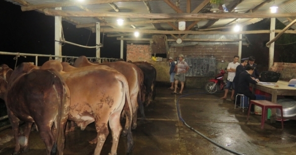 Quảng Nam: Phát hiện 4 cơ sở bơm nước vào bò trước khi giết mổ