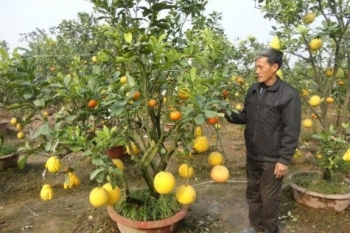 Hà Nội: Độc đáo vườn cây “thập toàn thập mỹ” của “Nghệ nhân chân đất”