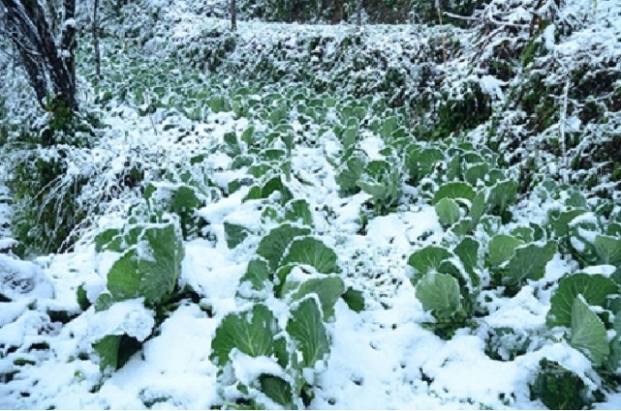 Nhiều diện t&iacute;ch hoa m&agrave;u bị ảnh hưởng do băng tuyết bao phủ.
