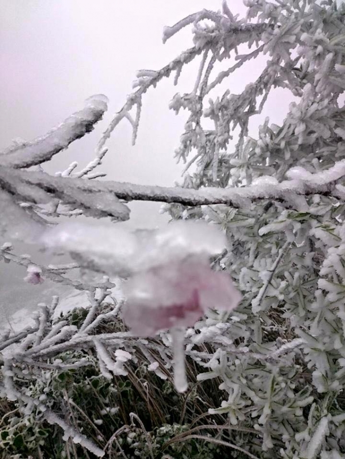 &nbsp;Hoa đ&agrave;o cũng bị phủ k&iacute;n trong băng tuyết.