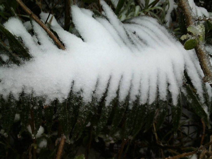 Tuyết phủ trắng ở ch&acirc;n n&uacute;i Phu Xai Lai Leng