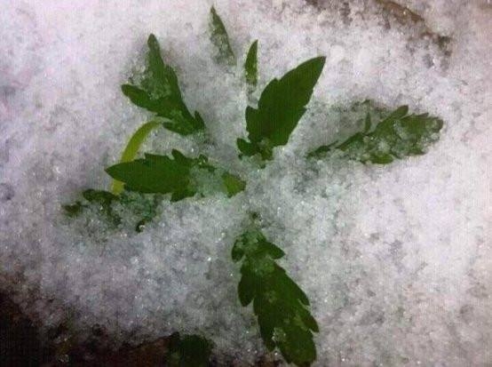Vườn rau cải c&uacute;c đ&atilde; ngập trong băng tuyết.