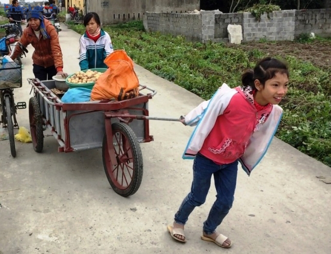 Nhiều em nhỏ cũng ra đồng phụ mẹ thu hoạch khoai.&nbsp;(Ảnh: Minh Trang).