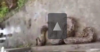 Video: Thanh niên phá mộ bắt trăn “khổng lồ”