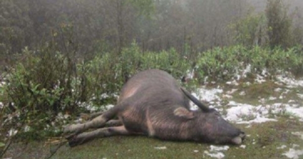 Gần 250 con trâu, bò chết vì giá lạnh ở Nghệ An