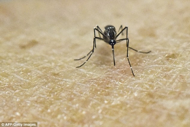 Loại muỗi Aedes truyền bệnh Zikac&oacute; rất nhiều tại Việt Nam. Ảnh: AFP