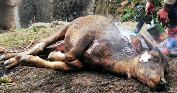 Điện Biên: Gần 1000 con gia súc bị chết sau 5 ngày rét đậm