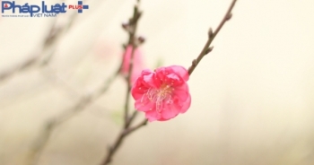 Vườn đào Nhật Tân nhộn nhịp bất chấp mưa rét