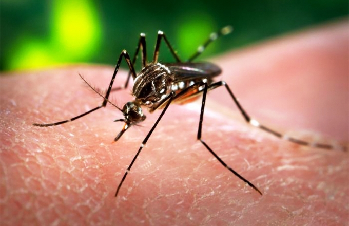 Virus Zika l&acirc;y truyền qua muỗi.