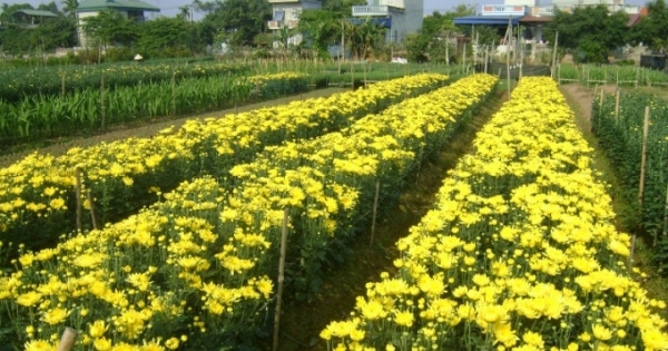 Hà Nam: Làng hoa Phù Vân sẵn sàng đón Tết