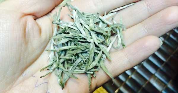 Đại gia Hà Thành chi 100 triệu đồng mua Bạch trà ngàn năm thưởng tết