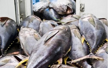 Điểm báo ngày 3/1/2017: Muốn bán cá ngừ, phải bảo vệ cá heo