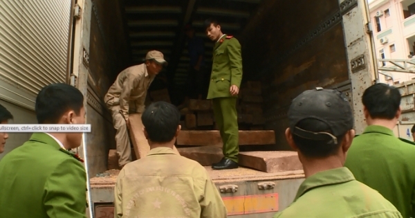 Phát hiện hơn 50m3 gỗ Đinh Hương ngụy trang trên 2 xe tải chở lúa, ngô