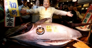 Vua cá ngừ Nhật Bản chi 14 tỷ đồng mua một con cá ngừ