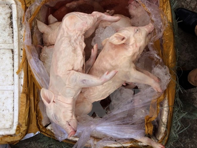 Hơn 500kg thịt lợn sữa kh&ocirc;ng r&otilde; nguồn gốc bị bắt giữ. Ảnh: Trịnh Duy Hưng/TTXVN