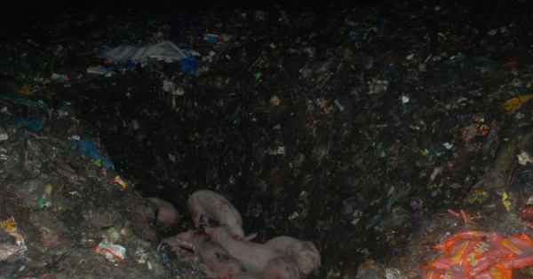 Hà Giang: Bắt giữ và tiêu hủy xe chở gần 30 con lợn lở mồm long móng