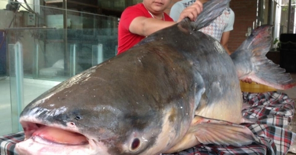 Hà Nội: Nhiều người đổ xô đi xem cá Tra Dầu nặng hơn 1 tạ