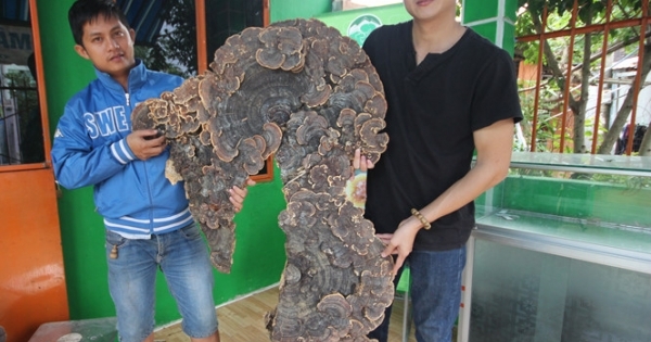 Nấm linh chi ‘khủng’ có hình giống bản đồ Việt Nam